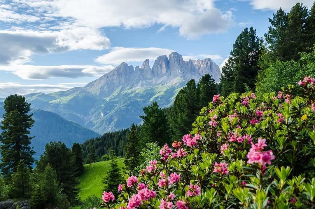 Majon De La Nona Hotel Pozza di Fassa Exterior foto